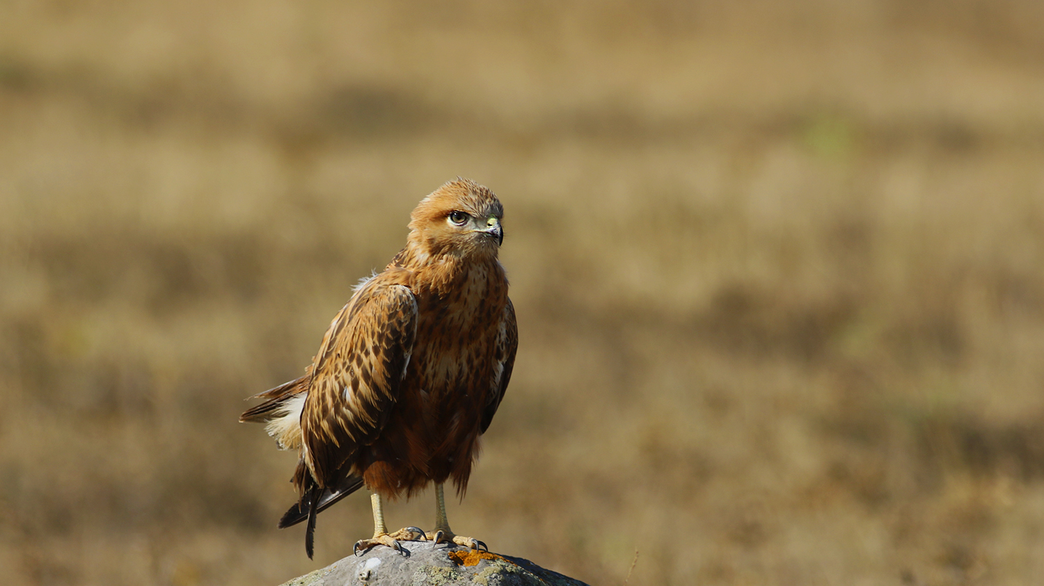 Long-legged Buzzard